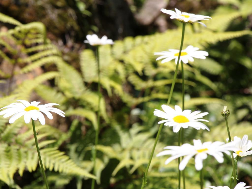 Pension Morinokaze白馬村 エクステリア 写真