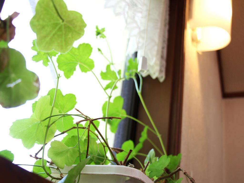 Pension Morinokaze白馬村 エクステリア 写真